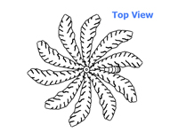 Palm Tree Spray Model 1800-77-2 top view Palm Tree Spray Model 1800-77-2 top view